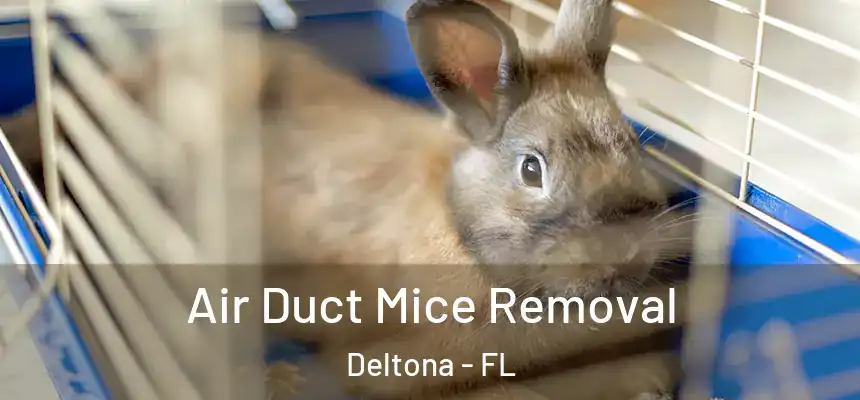 Air Duct Mice Removal Deltona - FL
