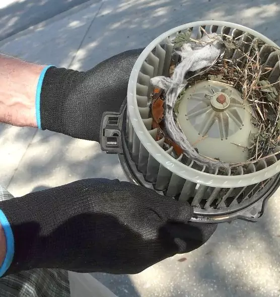 About Air Duct Mice Removal in Deltona, FL